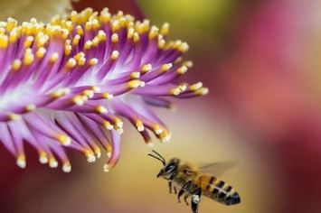 मधुमक्खी की फोटो